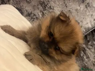 Pomeranian dogs Beautiful tiny Pomeranian male pup left - Advert 8