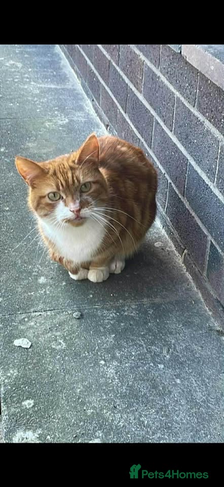 Domestic Shorthair cats Mr Butterscotch is an adorable boy - Advert 3