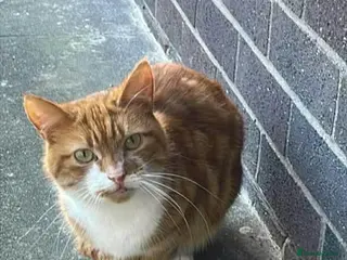 Domestic Shorthair cats Mr Butterscotch is an adorable boy - Advert 3