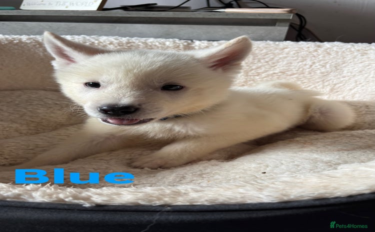 Akita dogs - Advert 1