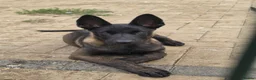 Belgian Shepherd Dog dogs for sale: Belgian malınois puppys - Advert 7