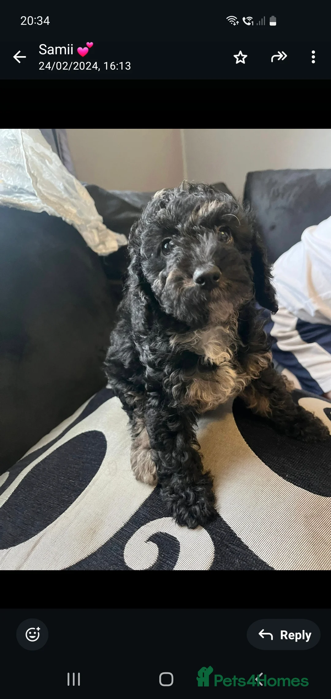 Poodle dogs for stud: HEALTH TESTED CHOCOLATE PHANTOM POODLE STUD in Todmorden - Advert 17