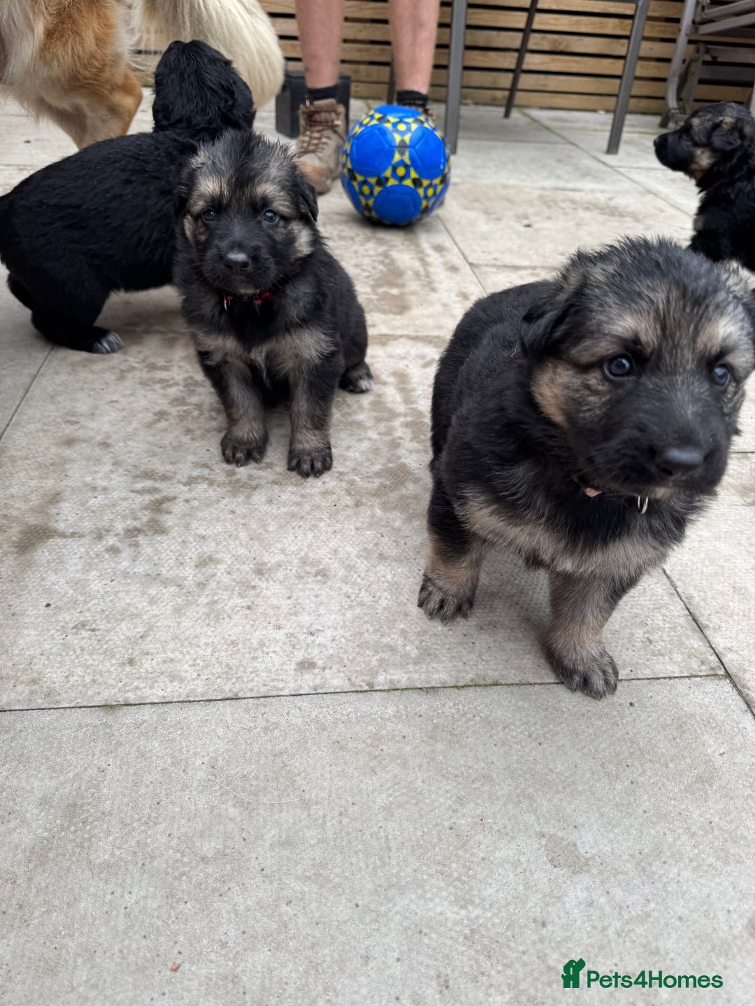 German Shepherd dogs for sale: Stunning top quality German shepherd puppies - Image 24