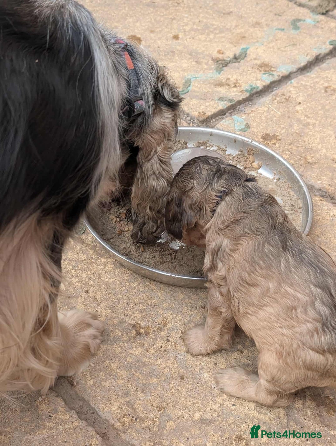 Cocker Spaniel dogs for sale: Show cockers - Image 25