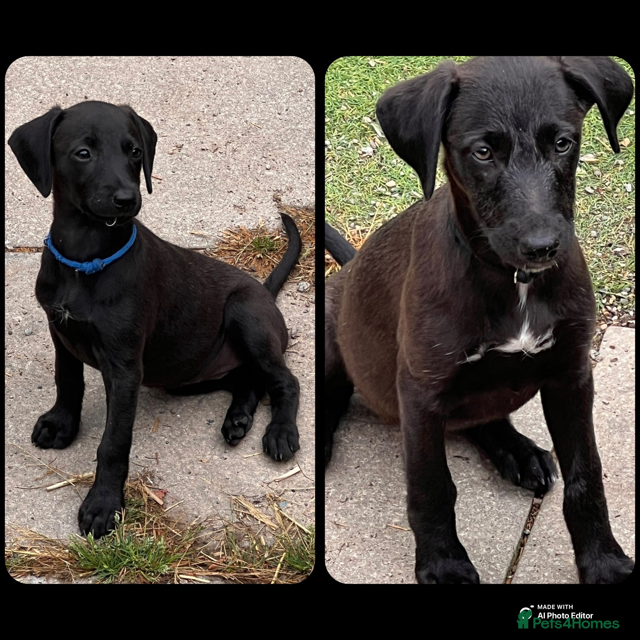 Mixed Breed dogs Beautiful F1 Bedlington Whippet  - Advert 1
