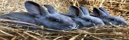 Rex rabbits for sale: Beautiful Pure Breed Velvet Mini Rex babies 🐰  - Advert 7