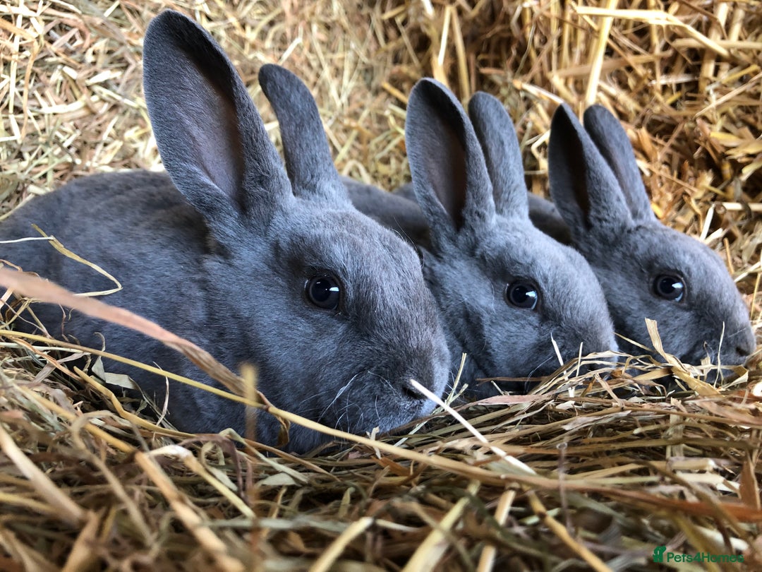 Rex rabbits for sale: Beautiful Pure Breed Velvet Mini Rex babies 🐰  - Advert 7