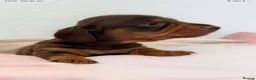 Miniature Dachshund dogs for sale: Miniature dachshund pups.KC reg&council licensed - Advert 13