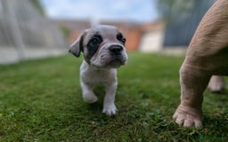 French Bulldog dogs for sale: REDUCED One Gorgeous Boy Frenchie left🐾 - Image 7