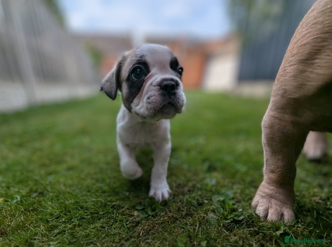 French Bulldog dogs for sale: REDUCED One Gorgeous Boy Frenchie left🐾 - Image 7