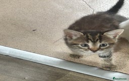Mixed Breed cats for sale: 4 beautiful kittens looking for forever homes - Image 6