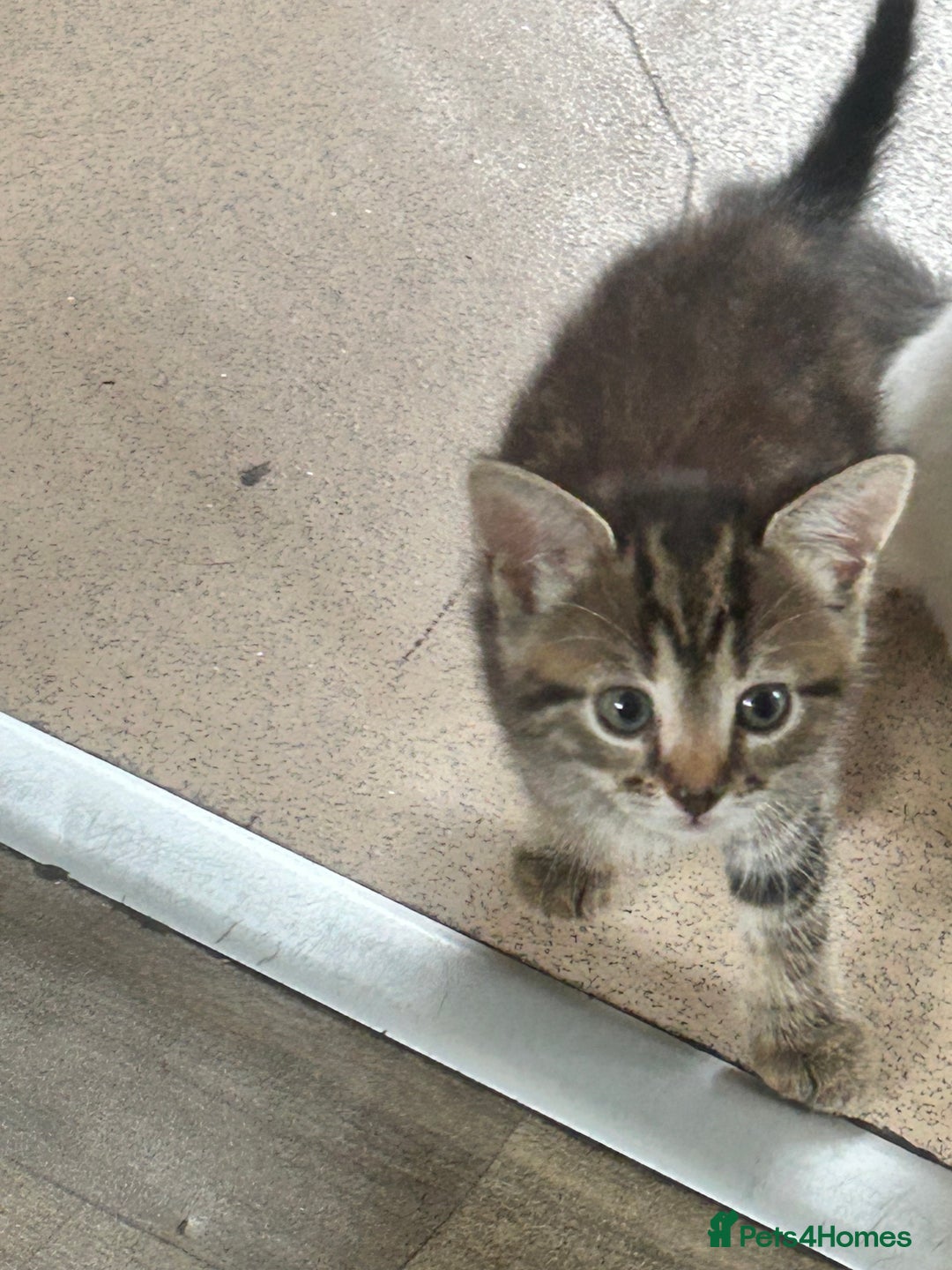 Mixed Breed cats for sale: 4 beautiful kittens looking for forever homes - Image 6