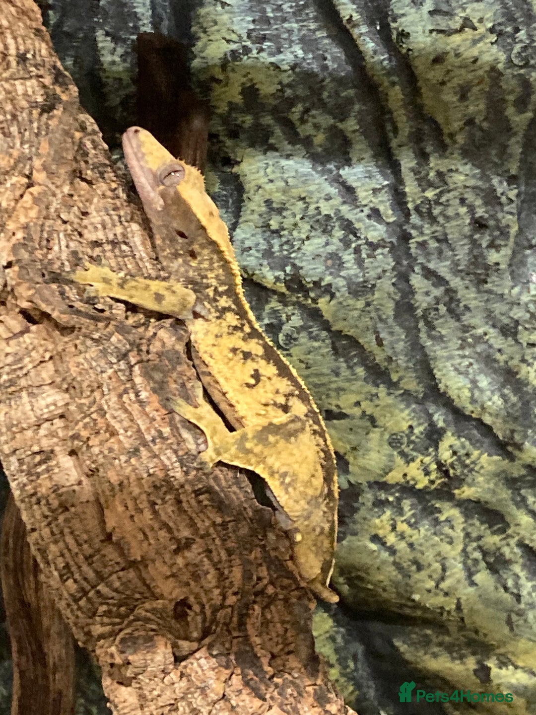 Gecko reptiles for sale: Crested Gecko and set up - Image 5