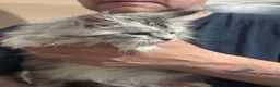 Maine Coon cats for sale: Gorgeous Maine Coon Kittens with GCCF Pedigree  - Advert 8