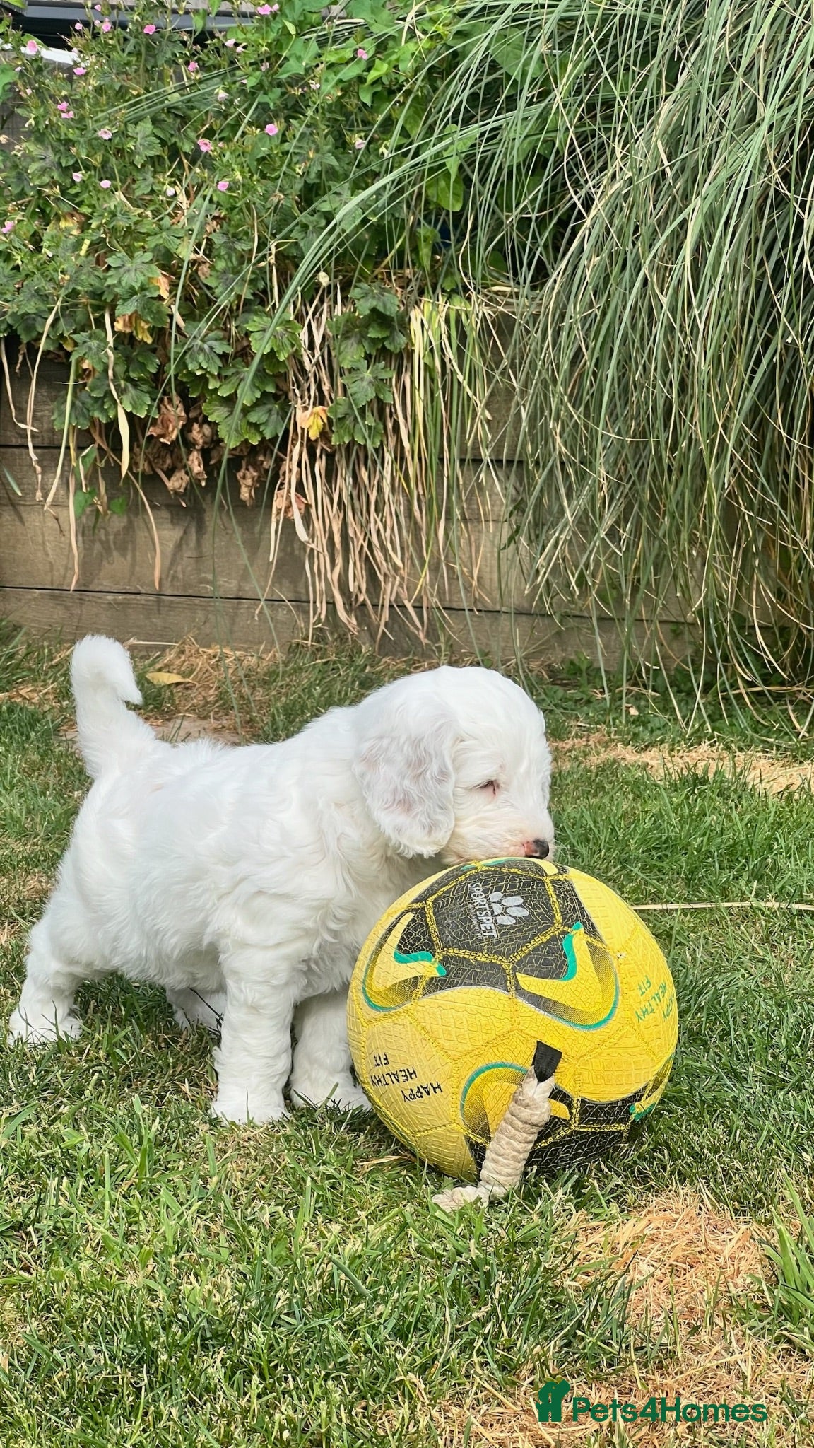 Australian Labradoodle dogs Australian Labradoodle Puppies Only 2 Remaining - Advert 1