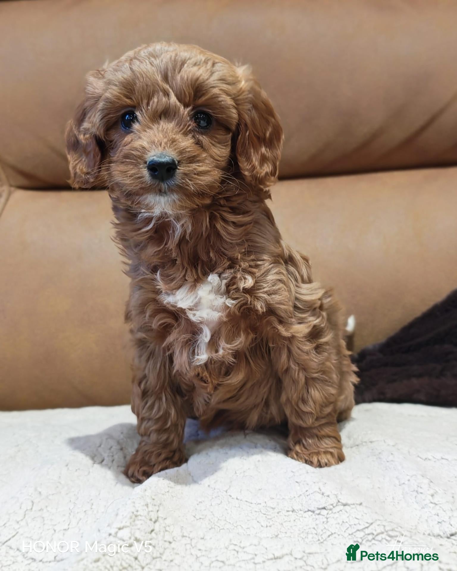 Cavapoo dogs Gorgeous Ruby Cavapoo Puppies  - Advert 2