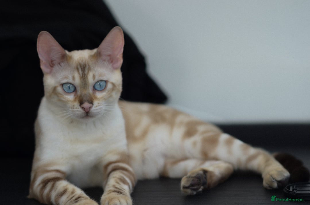 Siamese cats for sale: 🧬F1 BENAMESE KITTENS🧬  - Image 3