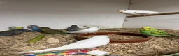 Budgerigars birds for sale: Bf, split bf, cockatiel, normals and canary - Advert 8