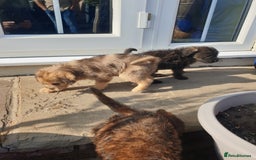 Mixed Breed dogs for sale: Border Terrier x miniature Poodle  - Image 21