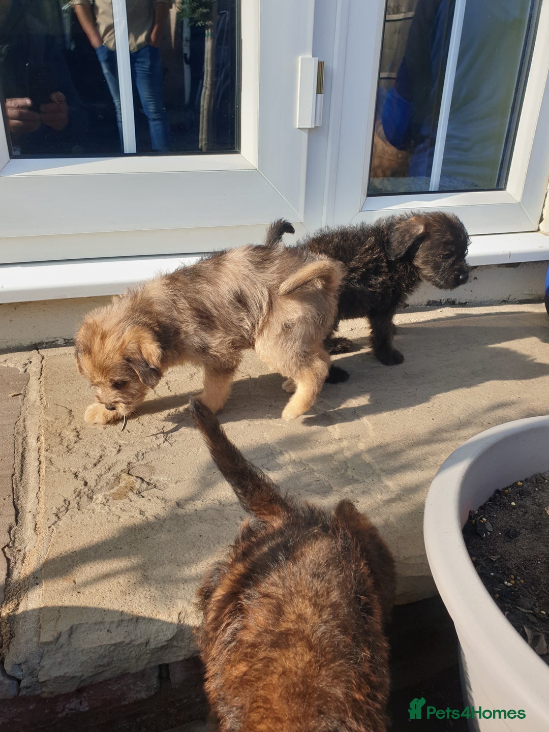 Mixed Breed dogs for sale: Border Terrier x miniature Poodle  - Image 21
