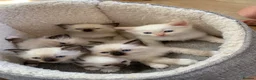 Ragdoll cats for sale: 🐾 Six Adorable Purebred Ragdoll Kittens 🐾 - Advert 1