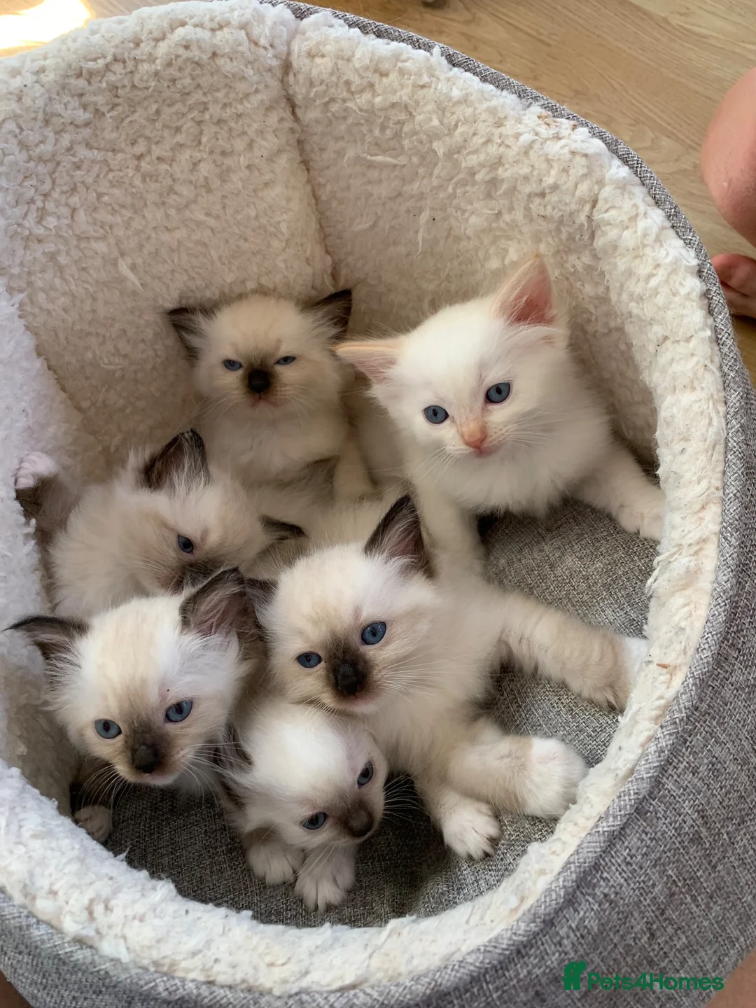 Ragdoll cats for sale: 🐾 Six Adorable Purebred Ragdoll Kittens 🐾 - Advert 1