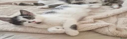 Mixed Breed cats for sale: Ivar maine coon cross in Catterick Garrison - Advert 5
