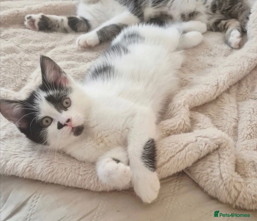 Mixed Breed cats for sale: Ivar maine coon cross in Catterick Garrison - Advert 5