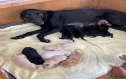 Labrador Retriever dogs for sale: Stunning Labrador Puppies - Image 21