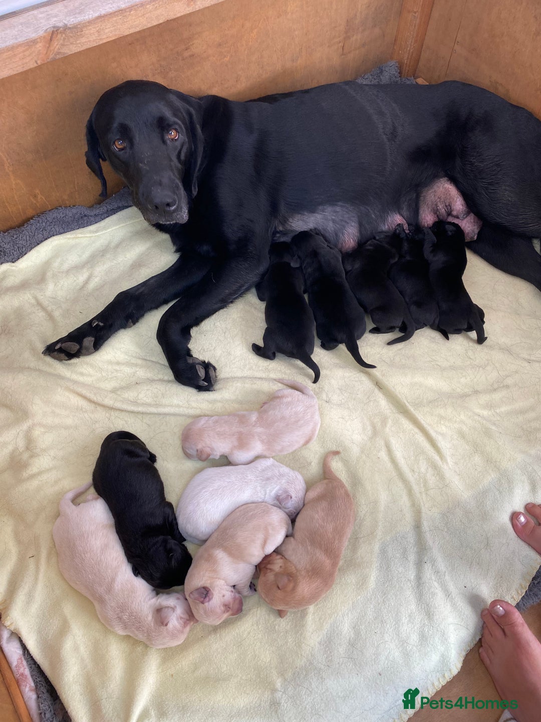 Labrador Retriever dogs for sale: Stunning Labrador Puppies - Image 21