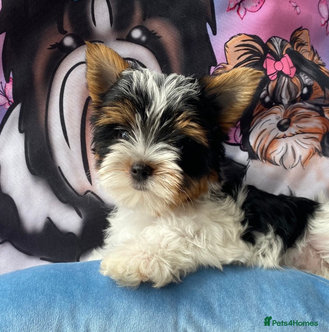 Yorkshire Terrier dogs for sale: Beautiful very small xxxs Biewer Yorkshire Terrier - Image 34