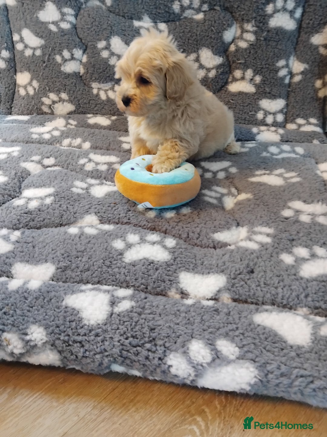 Maltipoo dogs for sale: Maltipoo puppies  - Advert 11