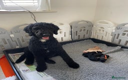 Mixed Breed dogs for sale: 🌟 Exceptional Goldendoodle x Labrador Puppies 🌟 - Image 3