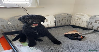 Mixed Breed dogs - Advert 4