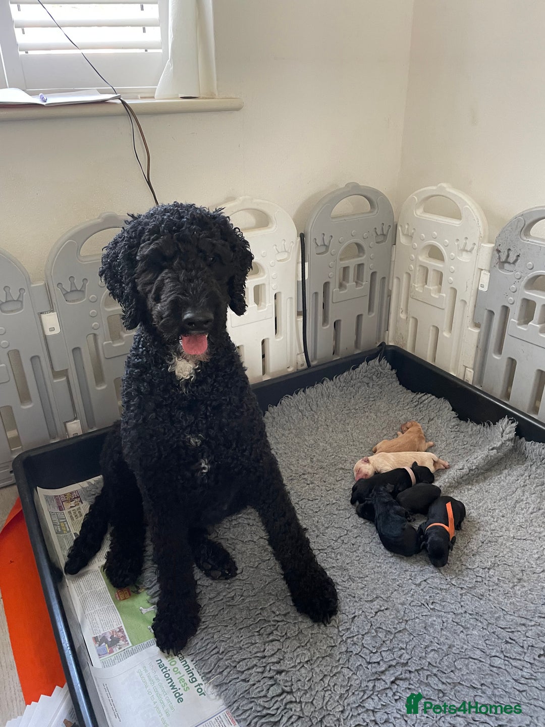 Mixed Breed dogs for sale: 🌟 Exceptional Goldendoodle x Labrador Puppies 🌟 - Image 3