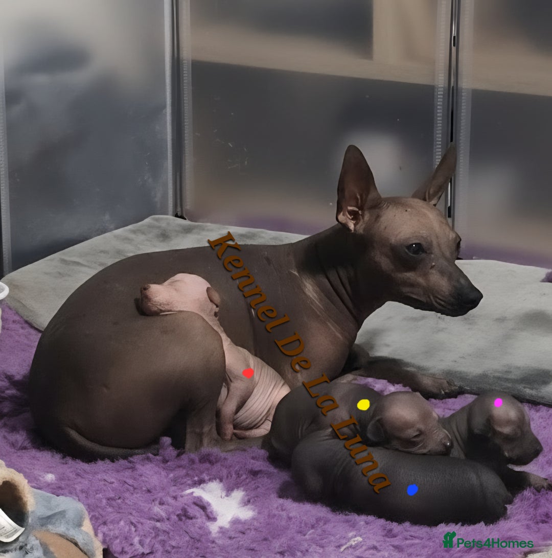 Mexican Hairless dogs for sale: Kc registered Xoloitzcuintle miniature puppies  - Advert 30