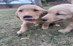 Golden Retriever dogs for sale: 4 KC registered Golden Retriever puppies  - Image 27