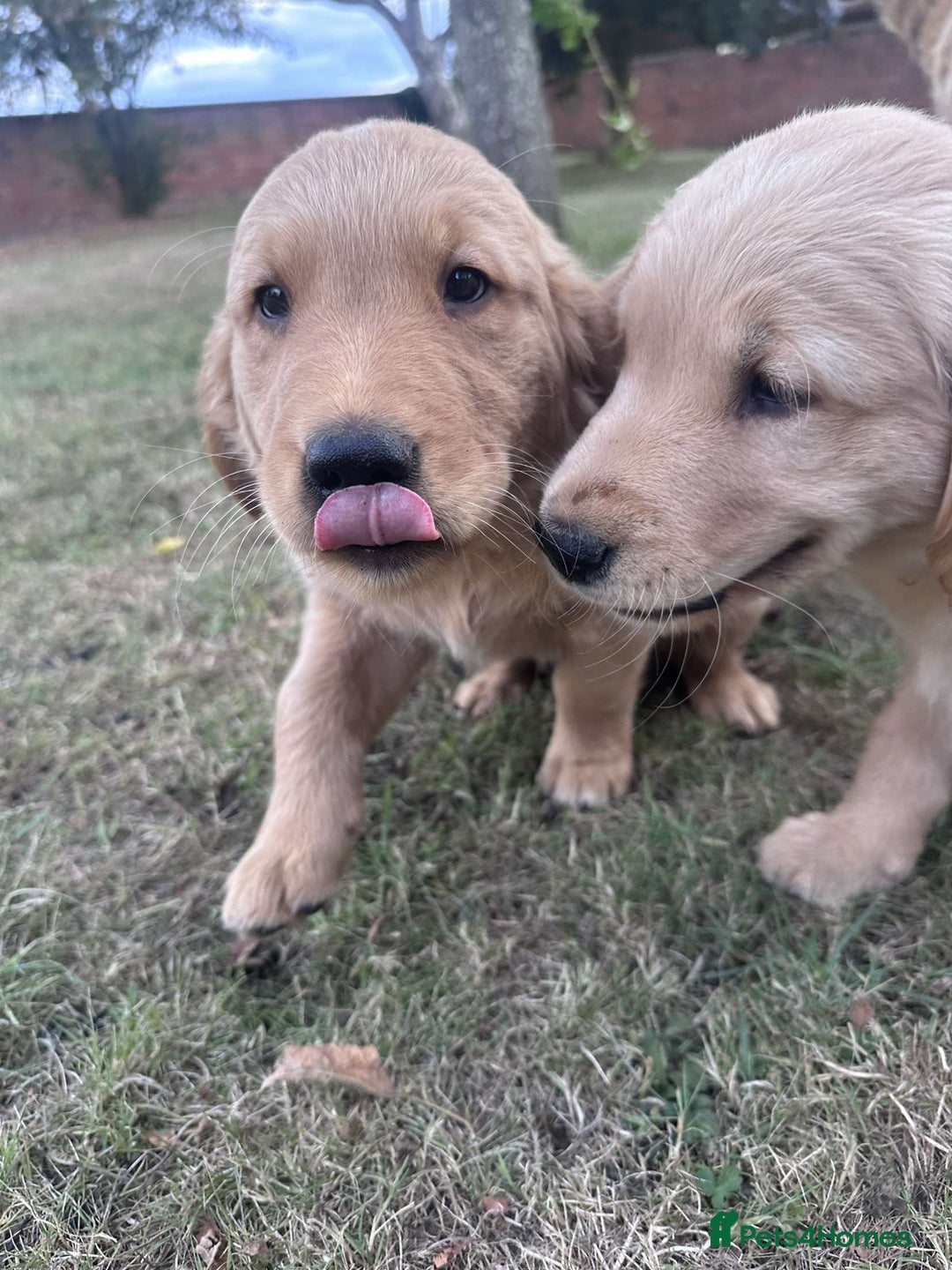 Golden Retriever dogs for sale: 4 KC registered Golden Retriever puppies  - Image 27