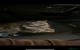Maine Coon cats for sale: Maine Coon  - Image 1