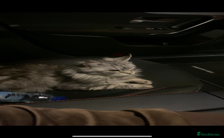 Maine Coon cats - Advert 1