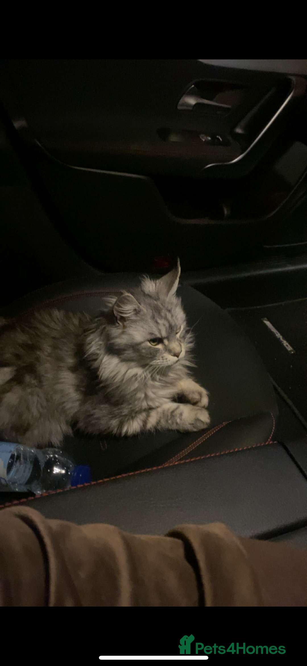 Maine Coon cats for sale: Maine Coon  - Image 1