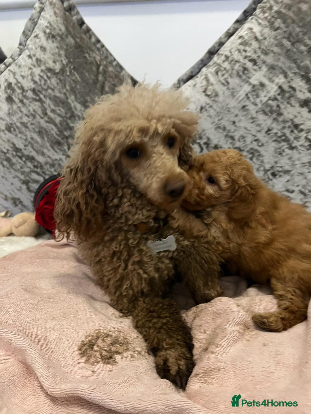 Cavapoo dogs for sale: Mixed litter ofBeautiful cavapoo  - Advert 17