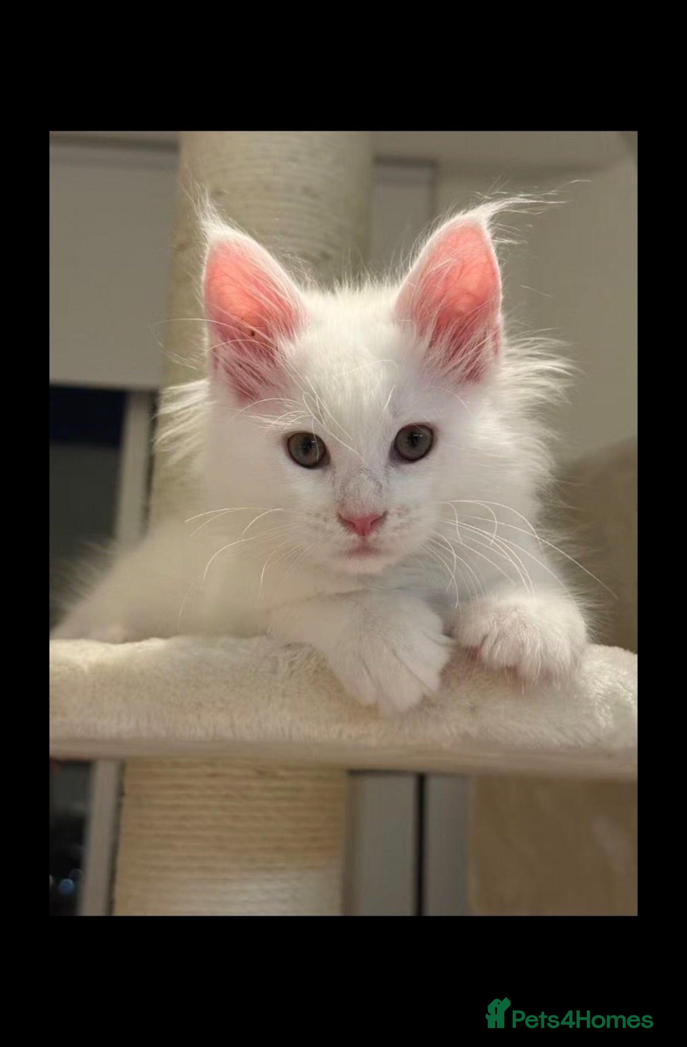 Maine Coon cats GCCF Registered MaineCoon Blue/Black Smoke & White - Advert 1
