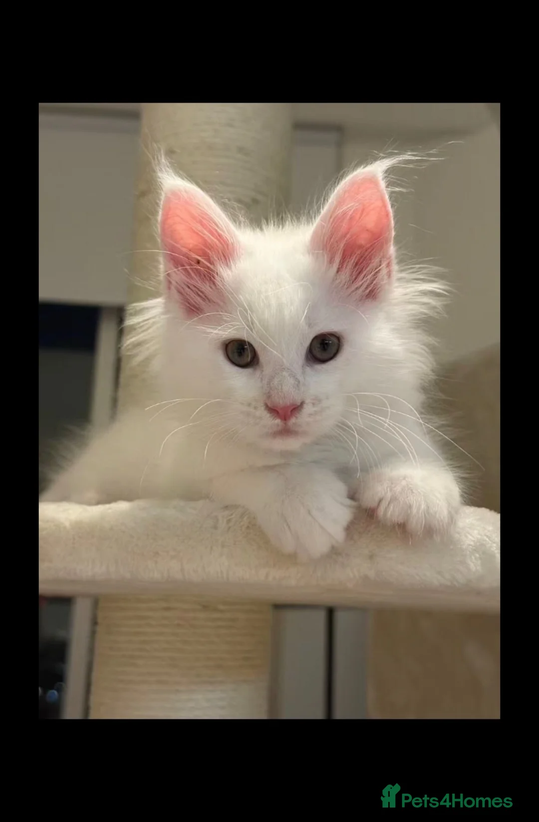 Maine Coon cats for sale: Beautiful White MaineCoons  - Advert 1