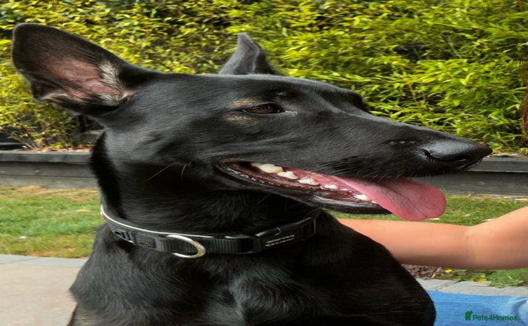 Belgian Shepherd Dog dogs 1 year old female Dutch Shepherd (hurder)  - Advert 13