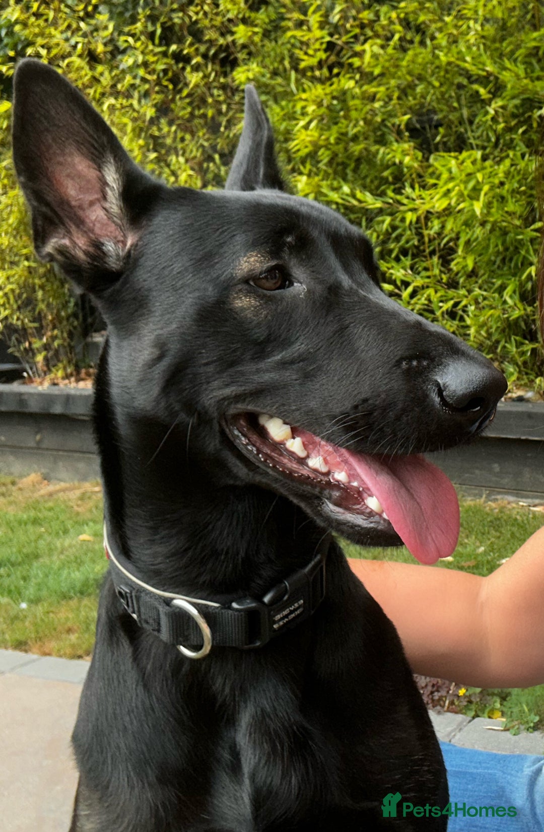 Belgian Shepherd Dog dogs for sale: 1 year old female Dutch Shepherd (hurder)  - Advert 1