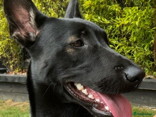 Belgian Shepherd Dog dogs 1 year old female Dutch Shepherd (hurder) - Advert 15