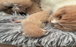 British Shorthair cats for sale: 5 TICA BRITISH SHORTHAIRED KITTENS - Image 4