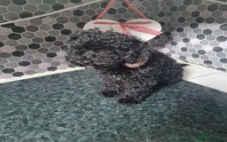 Toy Poodle dogs for sale: 4 beautiful girls, toy poodle puppies  - Image 4