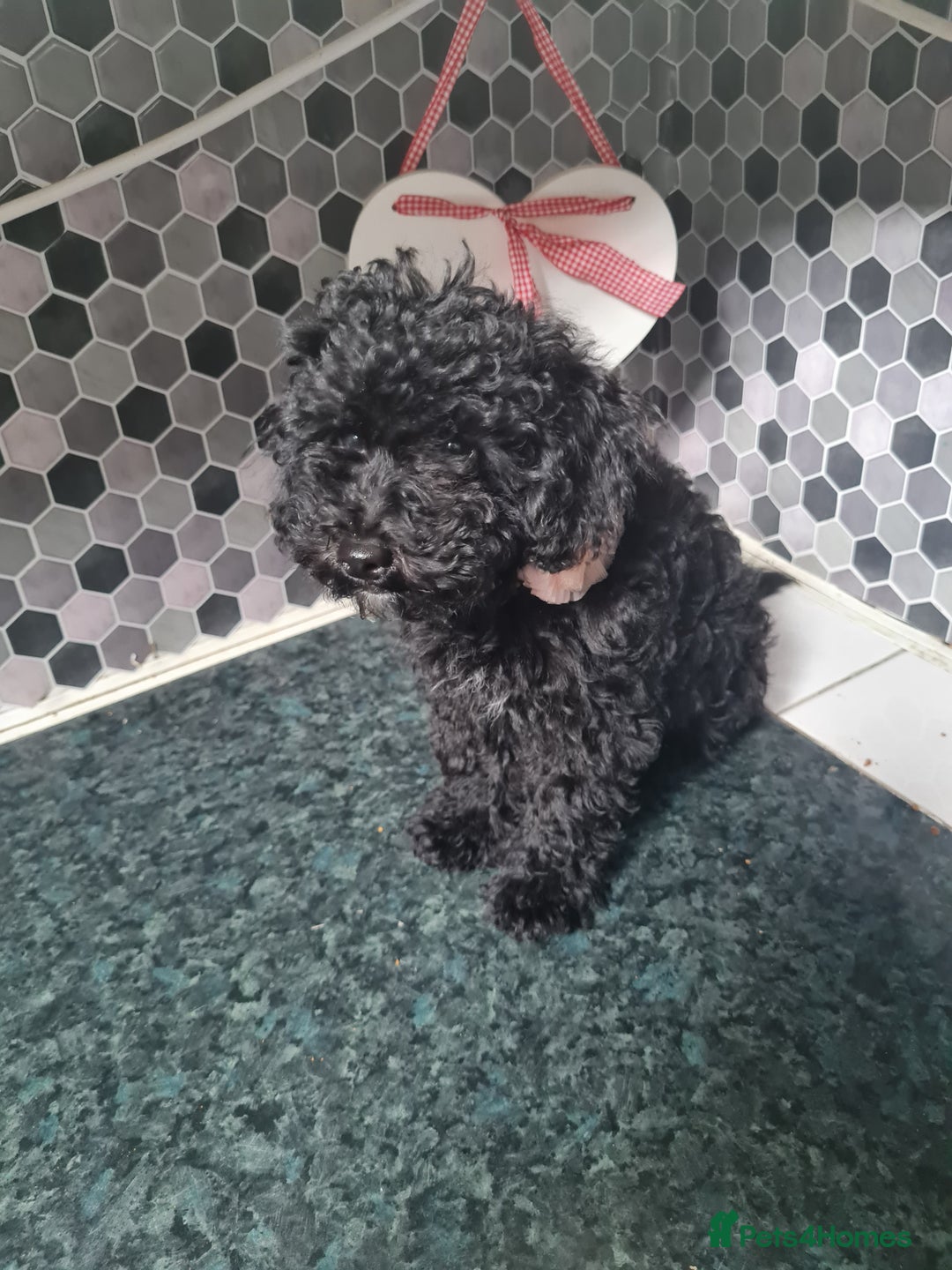 Toy Poodle dogs for sale: 4 beautiful girls, toy poodle puppies  - Image 4